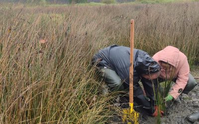 Pilot Revegetation Study Kicked off at the Lima Estuary Demosite